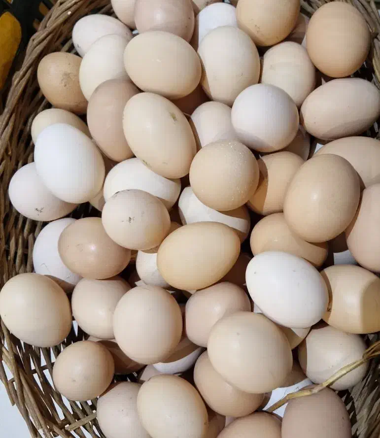 تخم مرغ محلی نطفه دار|حیوانات مزرعه|شفت, |دیوار