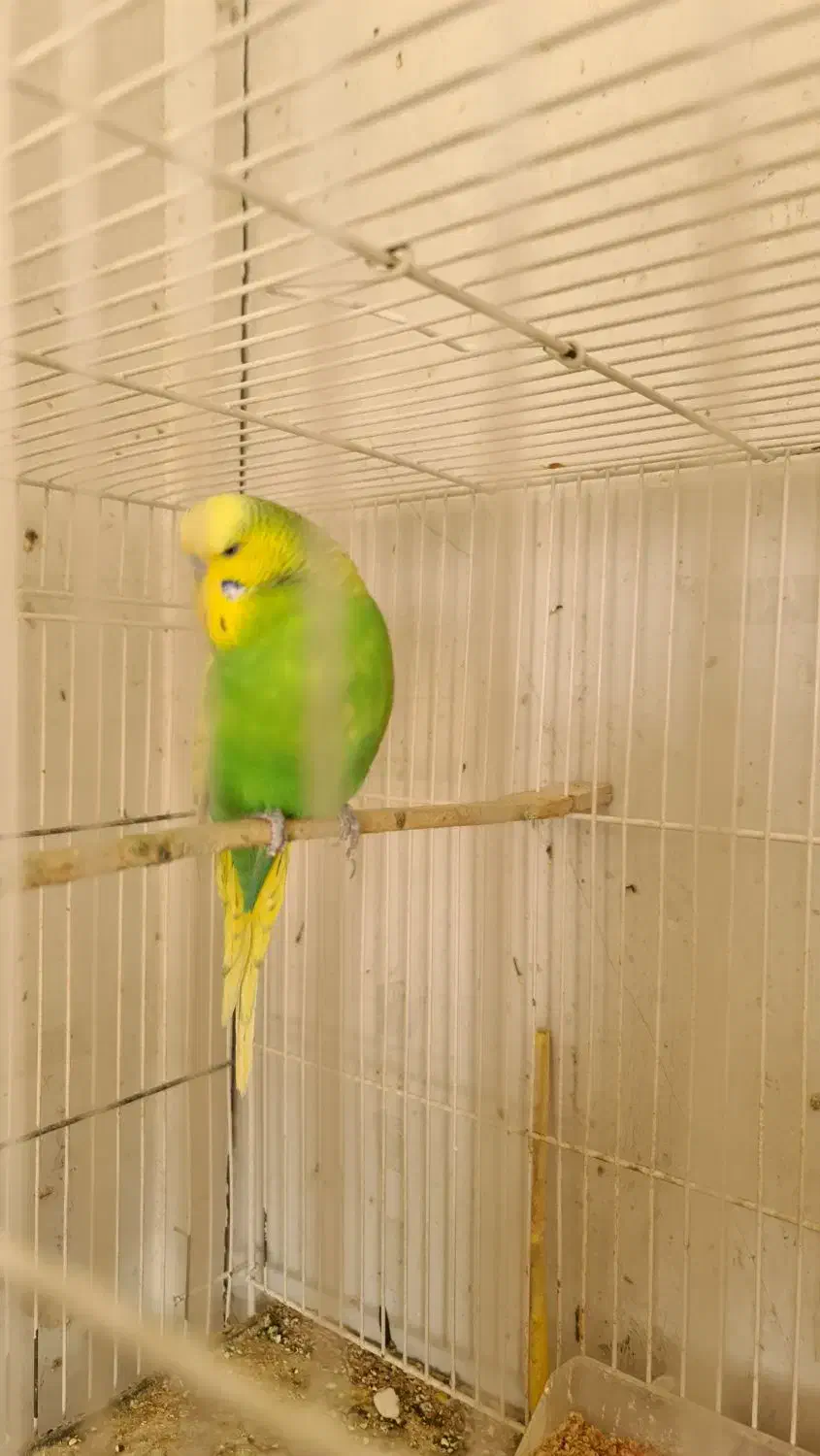 مرغ عشق انگلیسی و پروانه ای|پرنده|مشهد, مقدم|دیوار