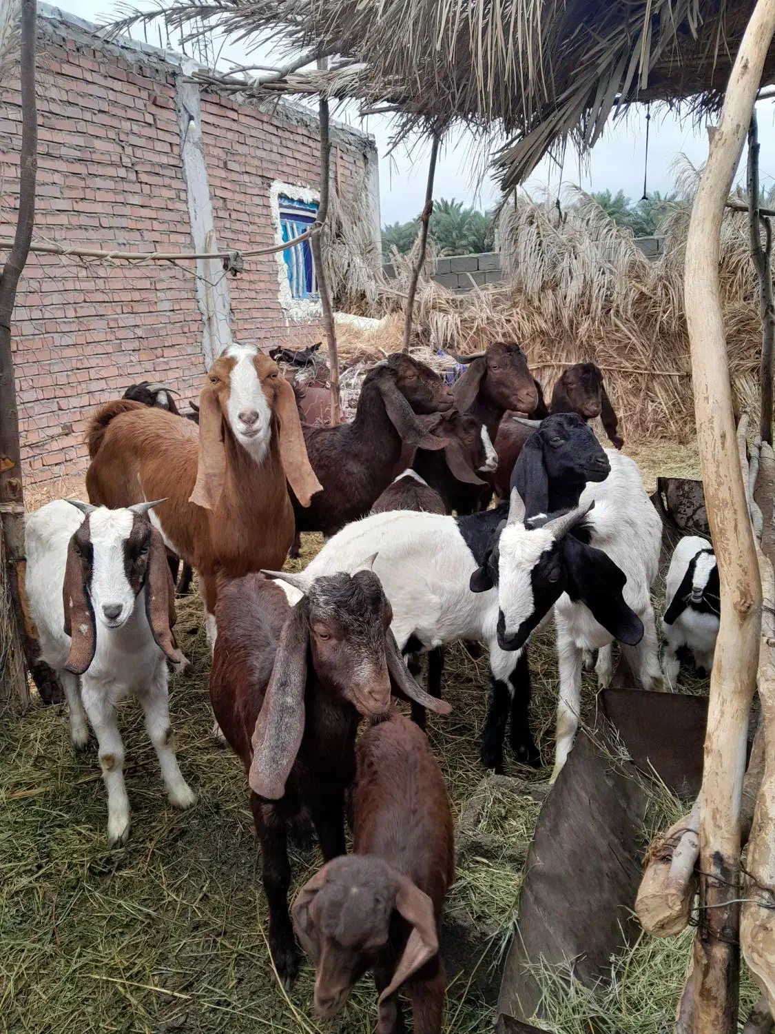 بزرشتی|حیوانات مزرعه|ریگان, |دیوار