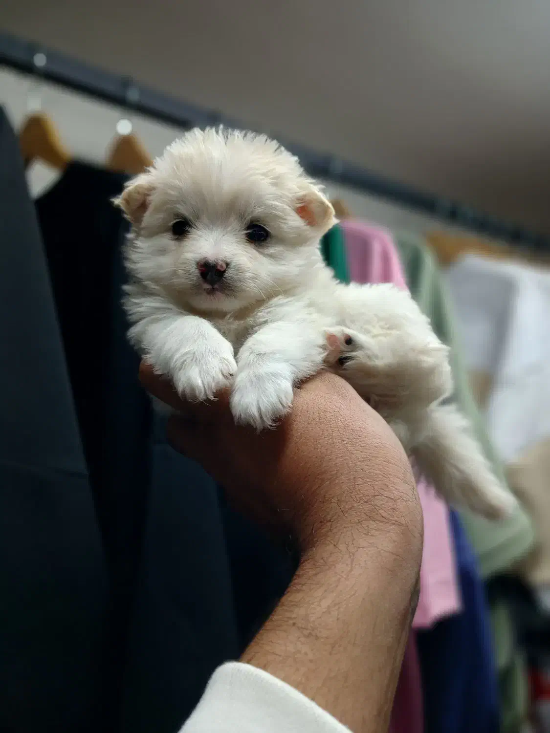 واگزاری فانتزی|سگ|شیراز, سلطان آباد|دیوار