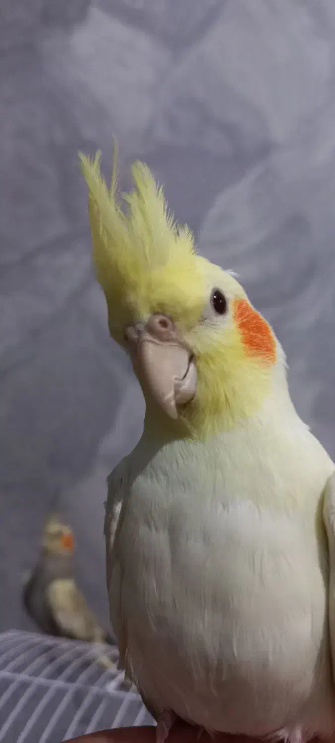 ۱جفت عروس هلندی|پرنده|اهر, |دیوار