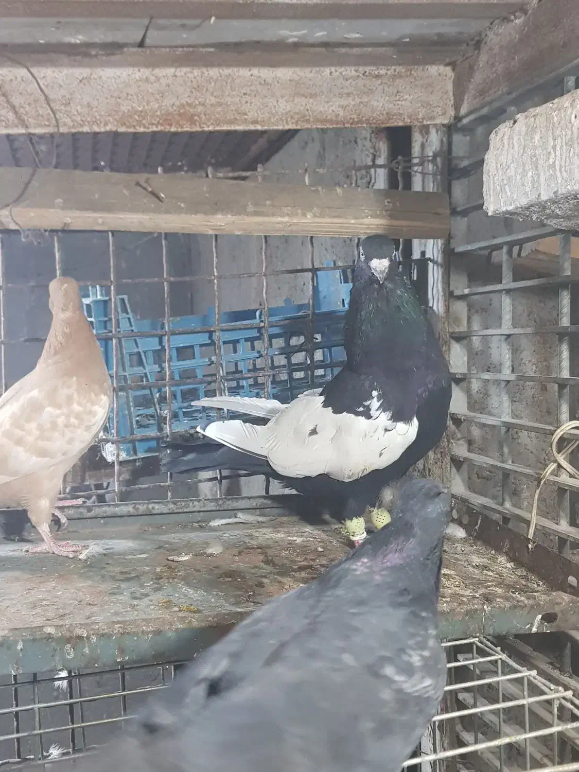 کبوتر سینه ای درشت|پرنده|اهواز, ۳۰ متری|دیوار