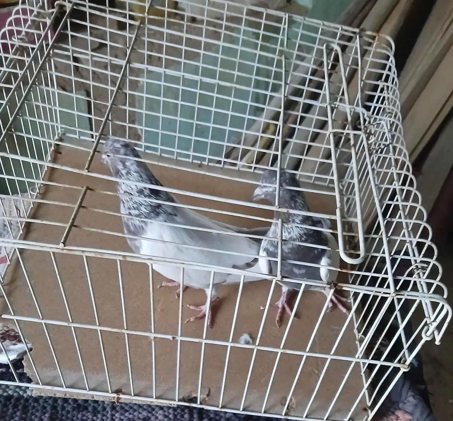 کفتر|پرنده|ساروق, |دیوار