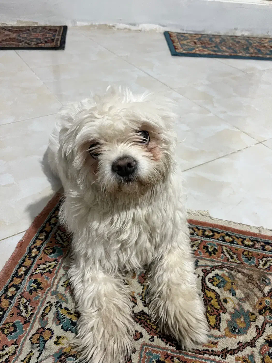 واگذاری|سگ|پردیس, فاز ۲|دیوار