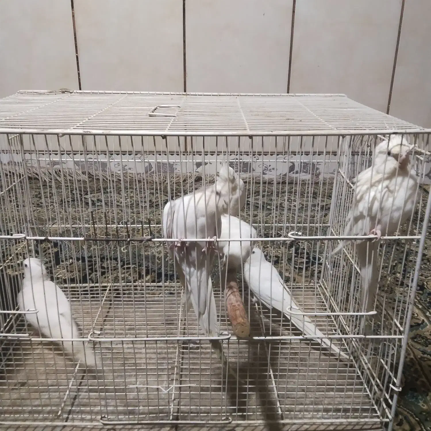 پنج جفت آلبینو بالغ|پرنده|بمپور, |دیوار