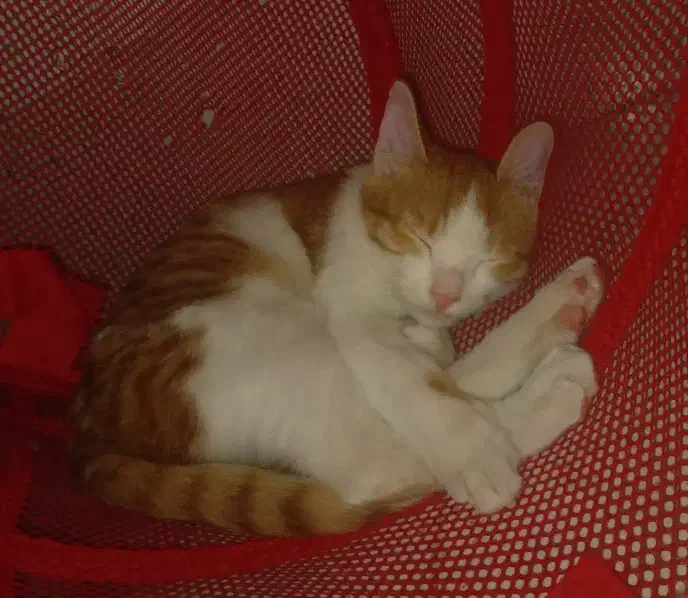 واگذاری گربه|گربه|سمنان, |دیوار