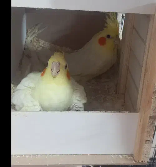 عروس هلندی مولد|پرنده|خرمدره, |دیوار