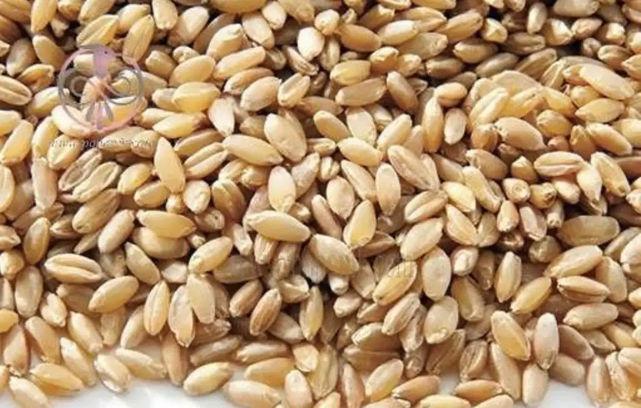 گندم فروشی|لوازم جانبی حیوانات|ورزقان, |دیوار