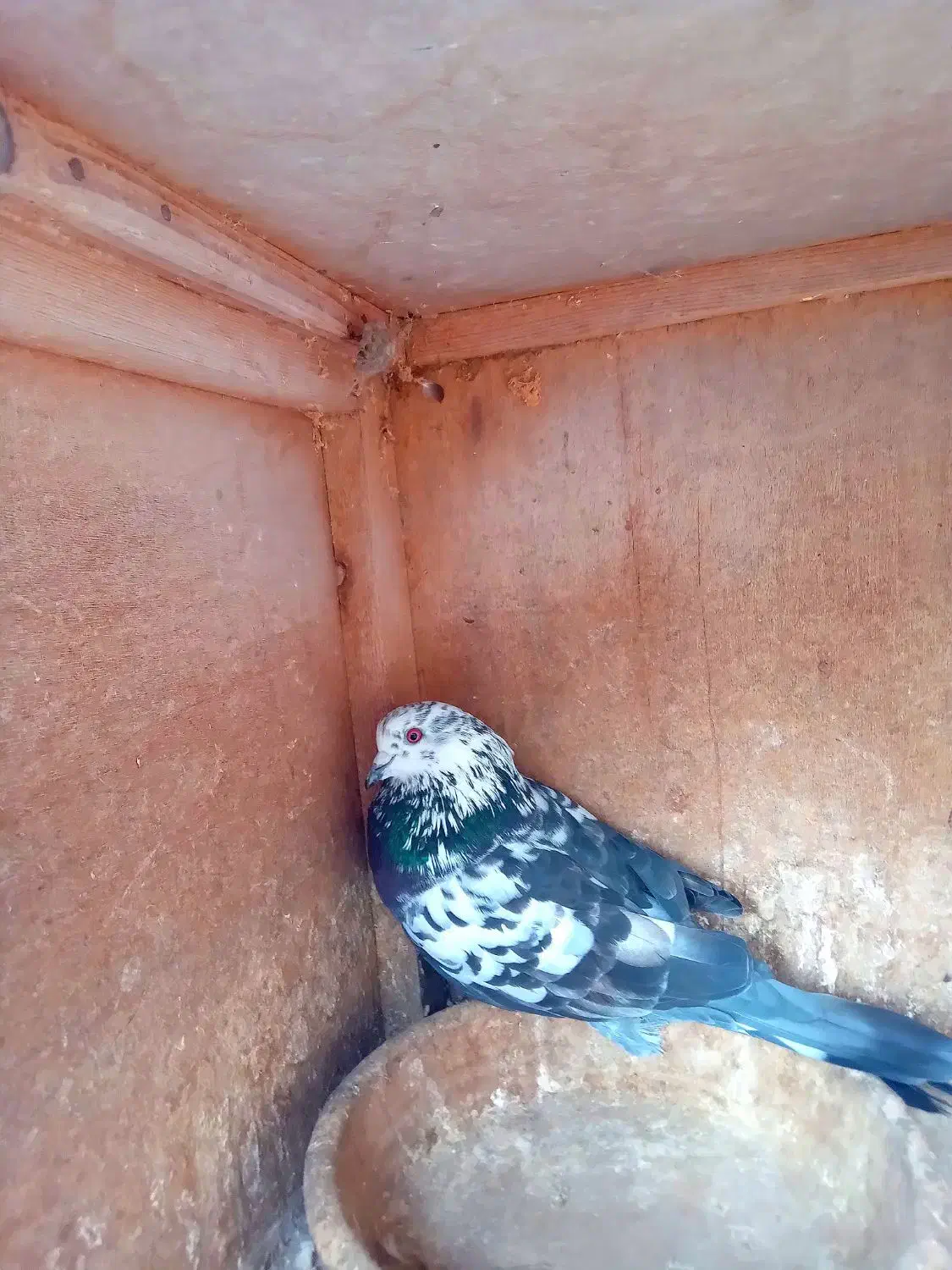 پرندگان|پرنده|فومن, |دیوار