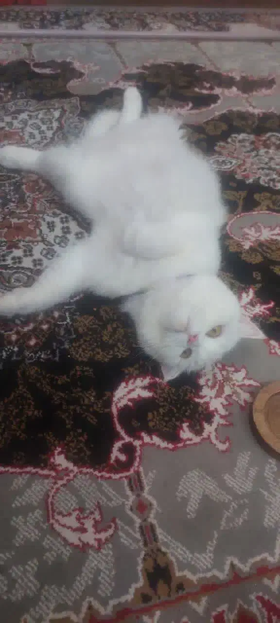 گربه ی تربیت شده پرشین|گربه|کاشمر, |دیوار