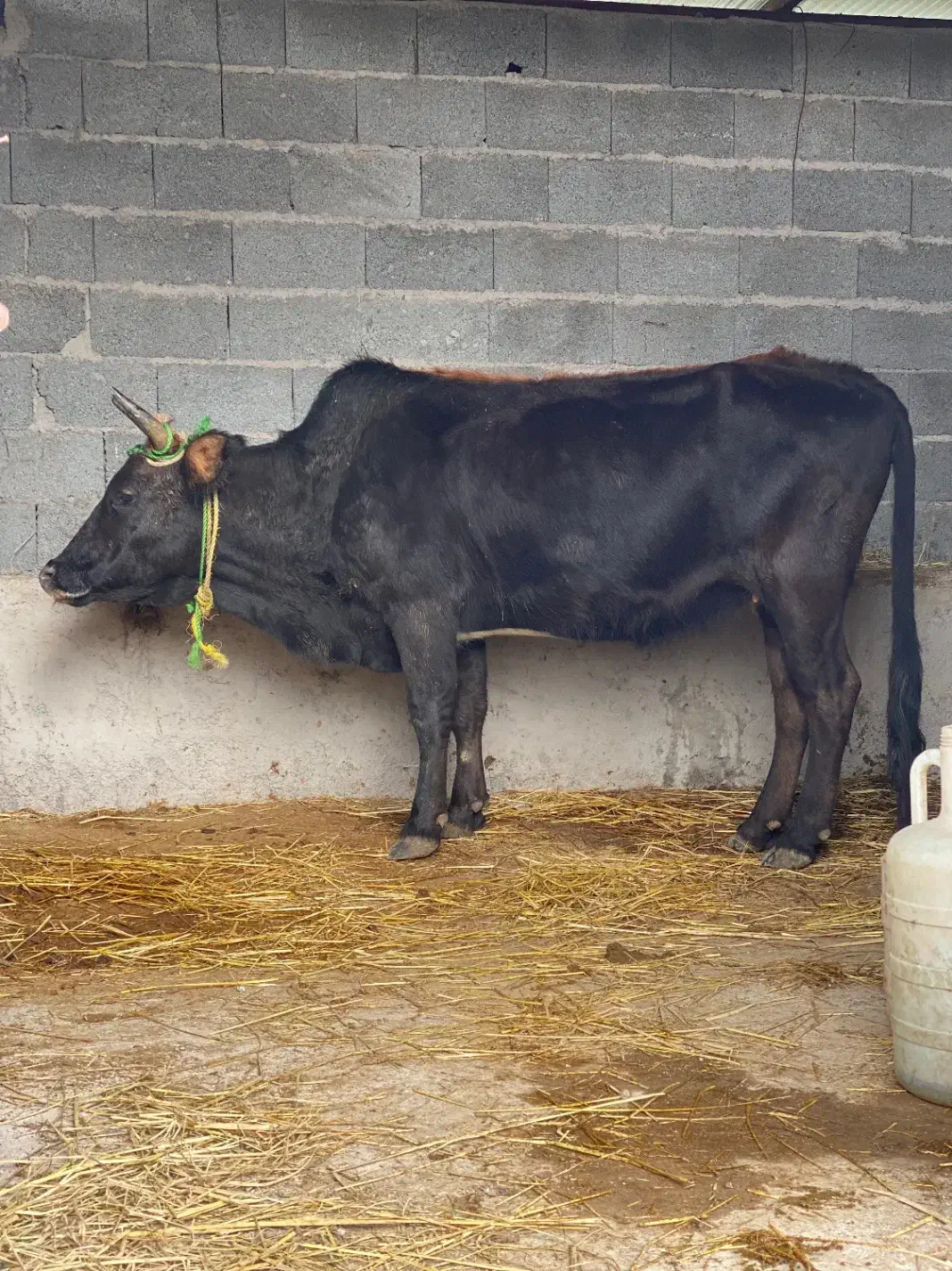 گاو شکم دار ۸ ماه جوان درشت|حیوانات مزرعه|ماسال, |دیوار