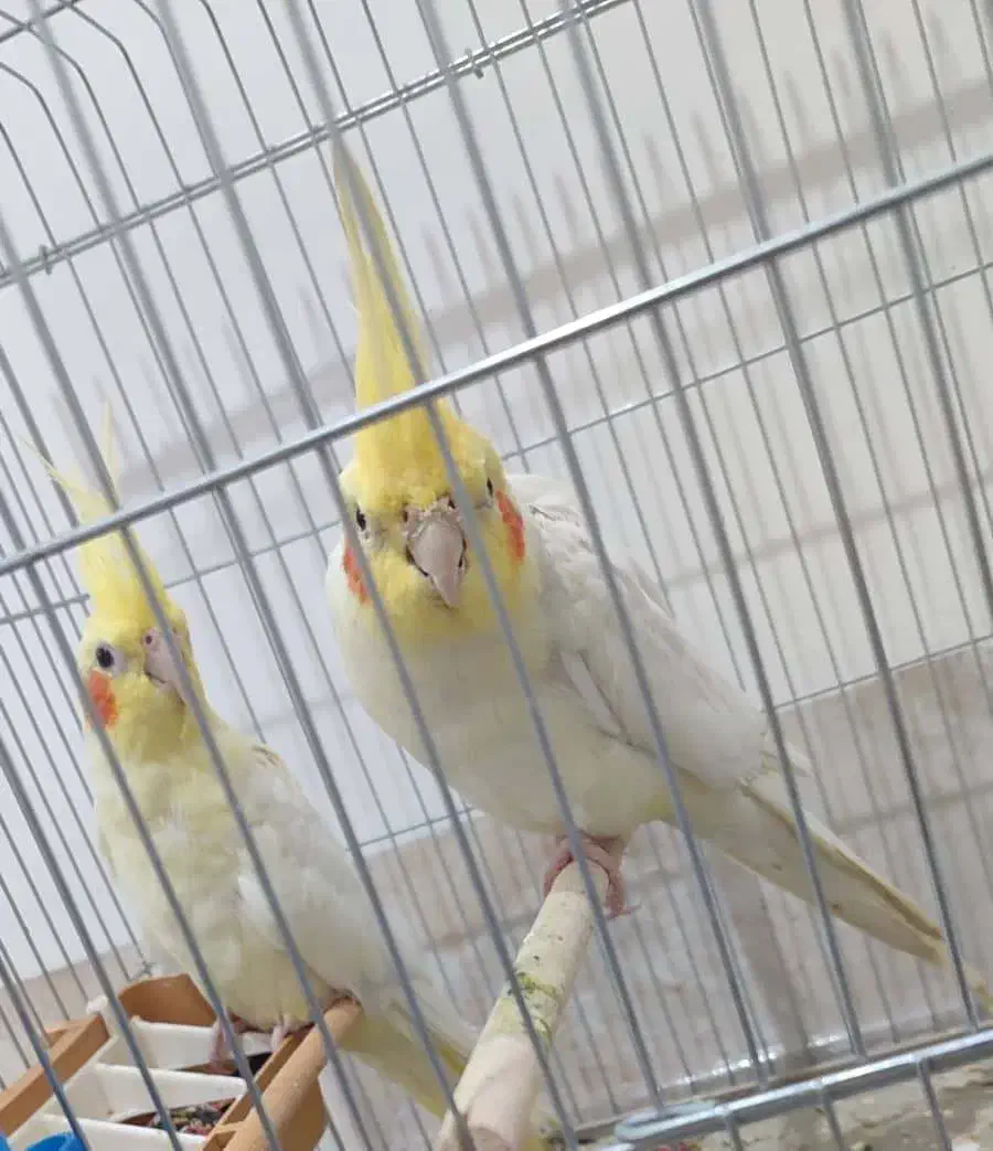 پول لازم|پرنده|گله دار, |دیوار