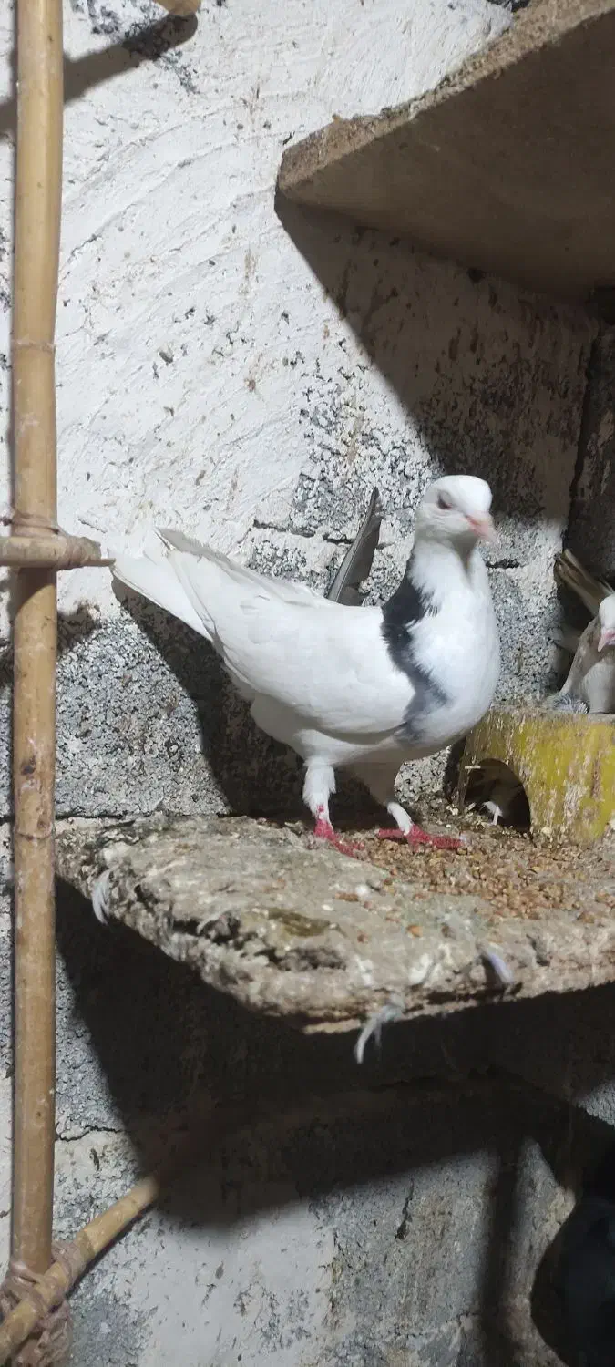 پارساباد|پرنده|پارس‌آباد, |دیوار