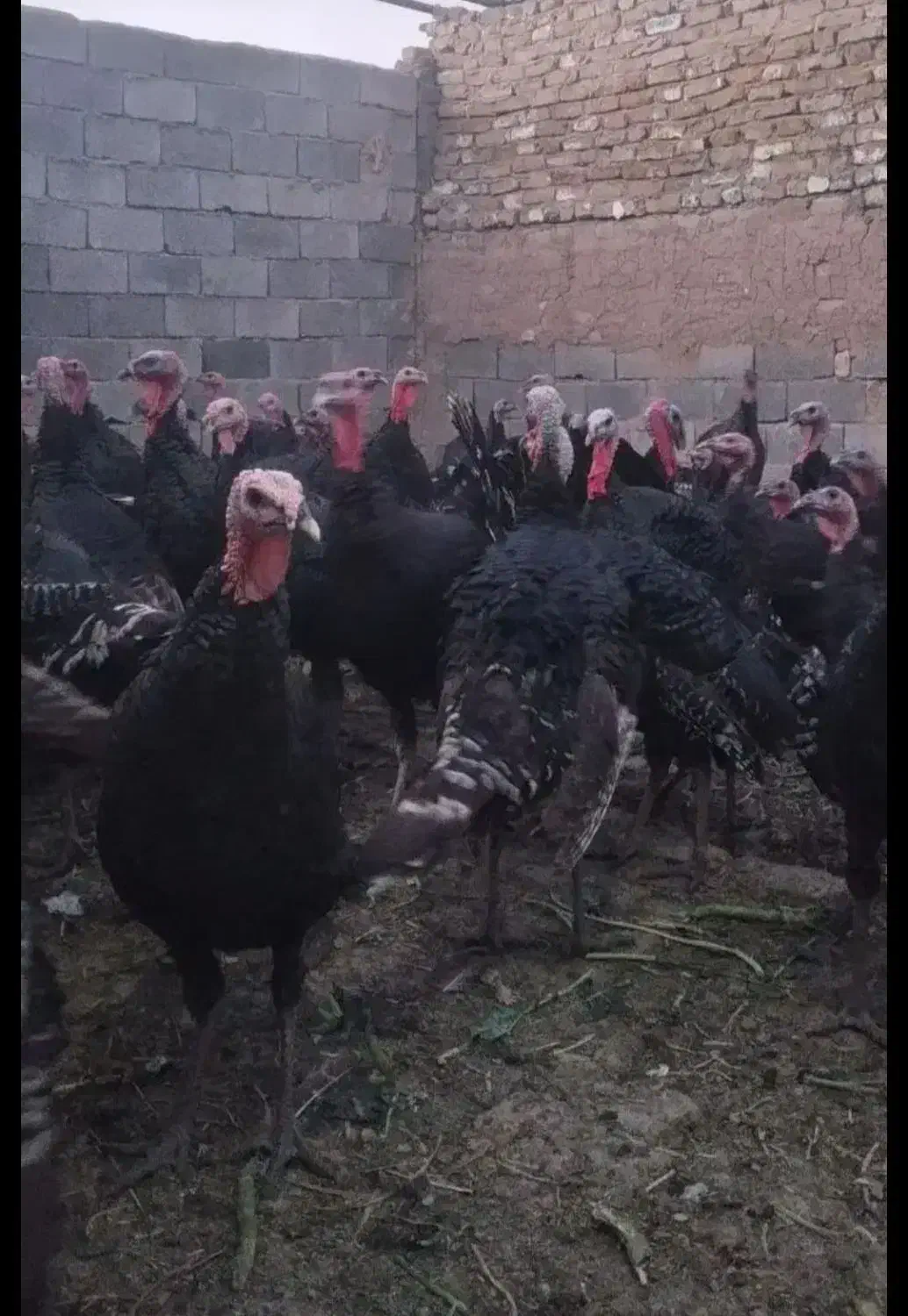 فروش بوقلمون برنزوبوربون ۶ماهه|حیوانات مزرعه|پارسآباد, |دیوار