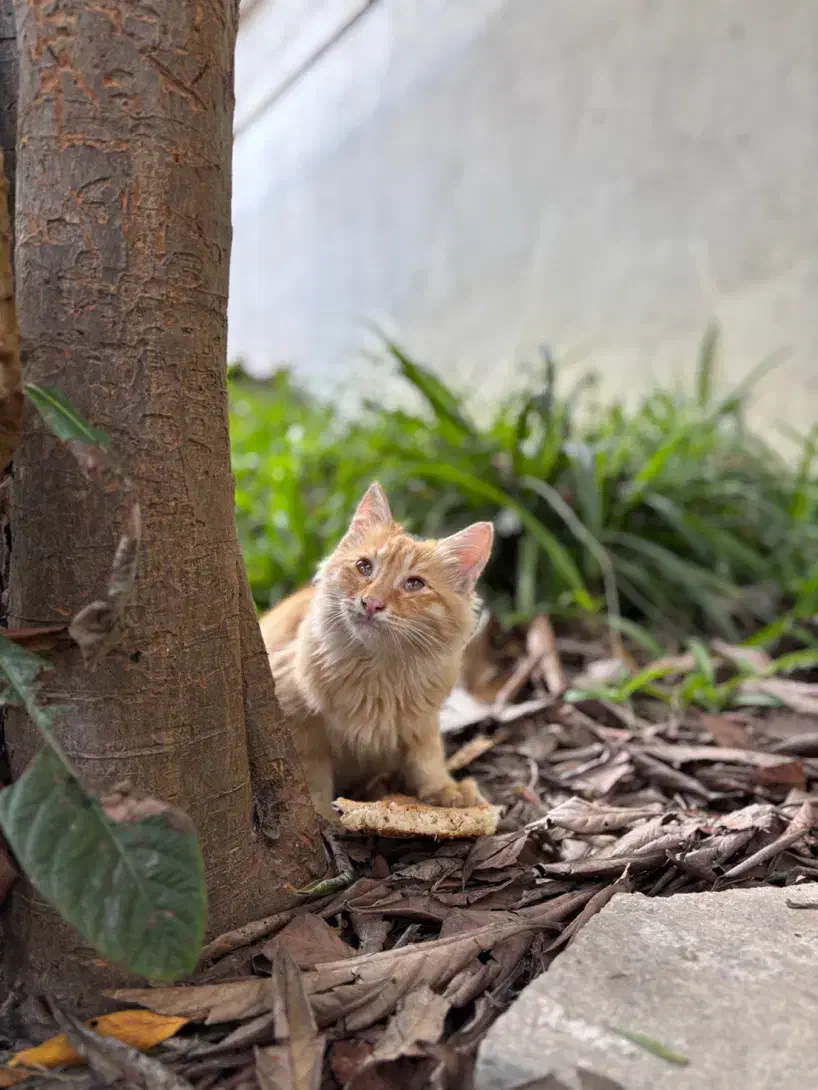 دنبال سرپرست برای بچه گربه سه ماهه|گربه|بابلسر, |دیوار