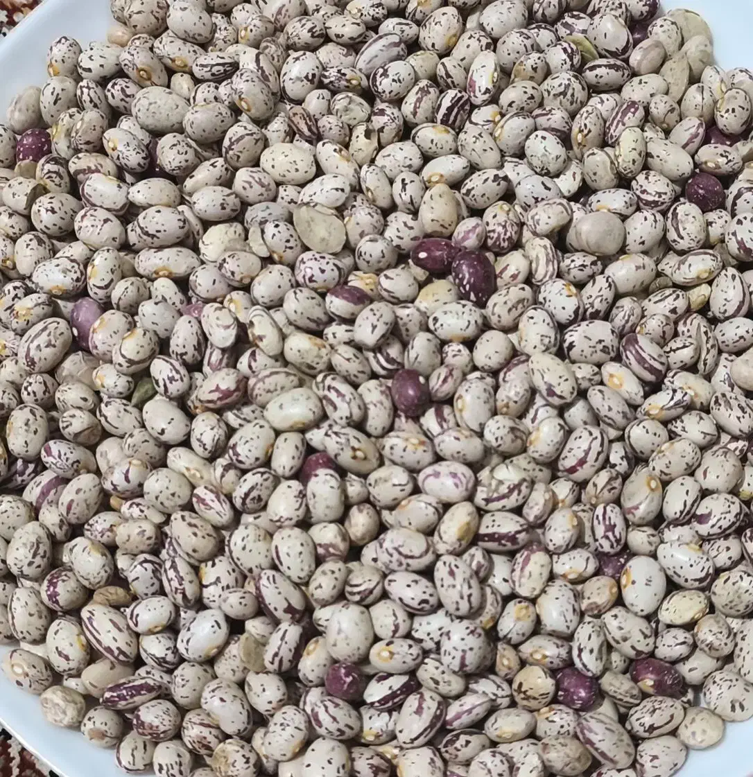 لوبیا چیتی برداشت امسال|خوردنی و آشامیدنی|اهواز, بهارستان|دیوار