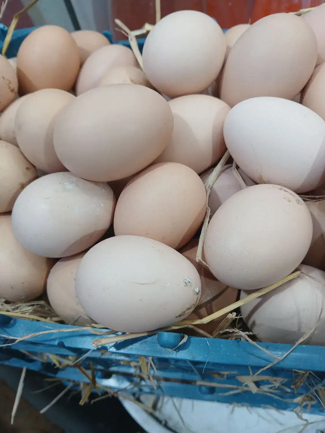 تخم مرغ واردک محلی|عمدهفروشی|لنگرود, |دیوار