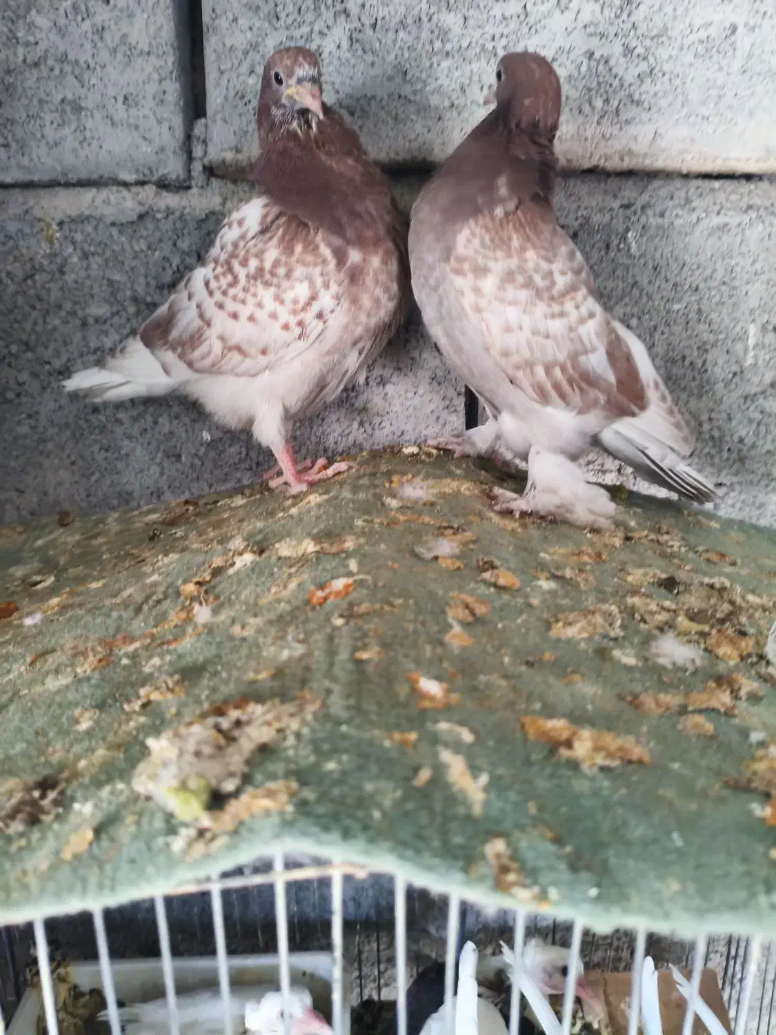 جوجه گره تعادلی|پرنده|میناب, |دیوار