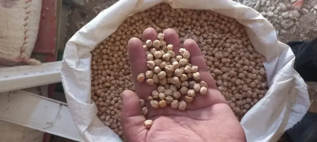 نخود بهاره|خوردنی و آشامیدنی|قصرشیرین, |دیوار