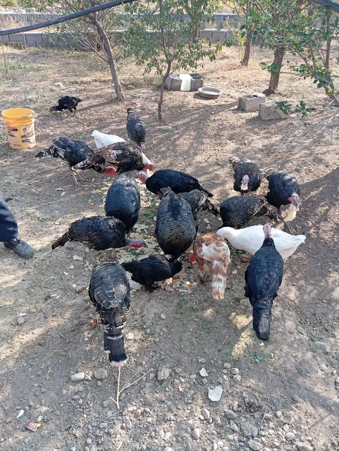 10عدد بوقلمون به فروش میرسد|حیوانات مزرعه|بناب, |دیوار