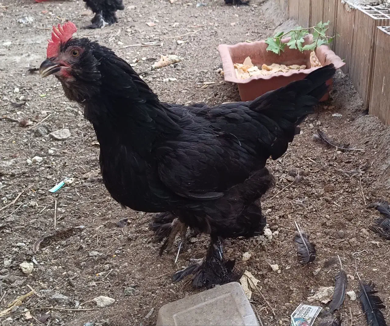 مرغ تخمگذار مرندی|حیوانات مزرعه|ری, حمزهآباد|دیوار