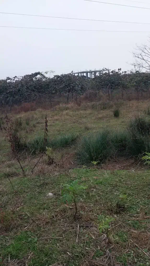 زمین به متراژ ۵۰۰ متر|فروش زمین و ملک کلنگی|حویق, |دیوار