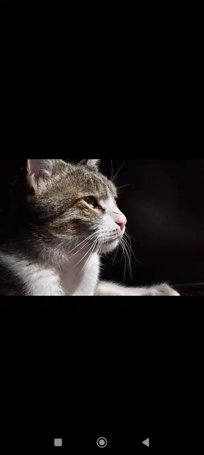 واگذاری رایگان گربه با وسایل|گربه|زاهدان, |دیوار