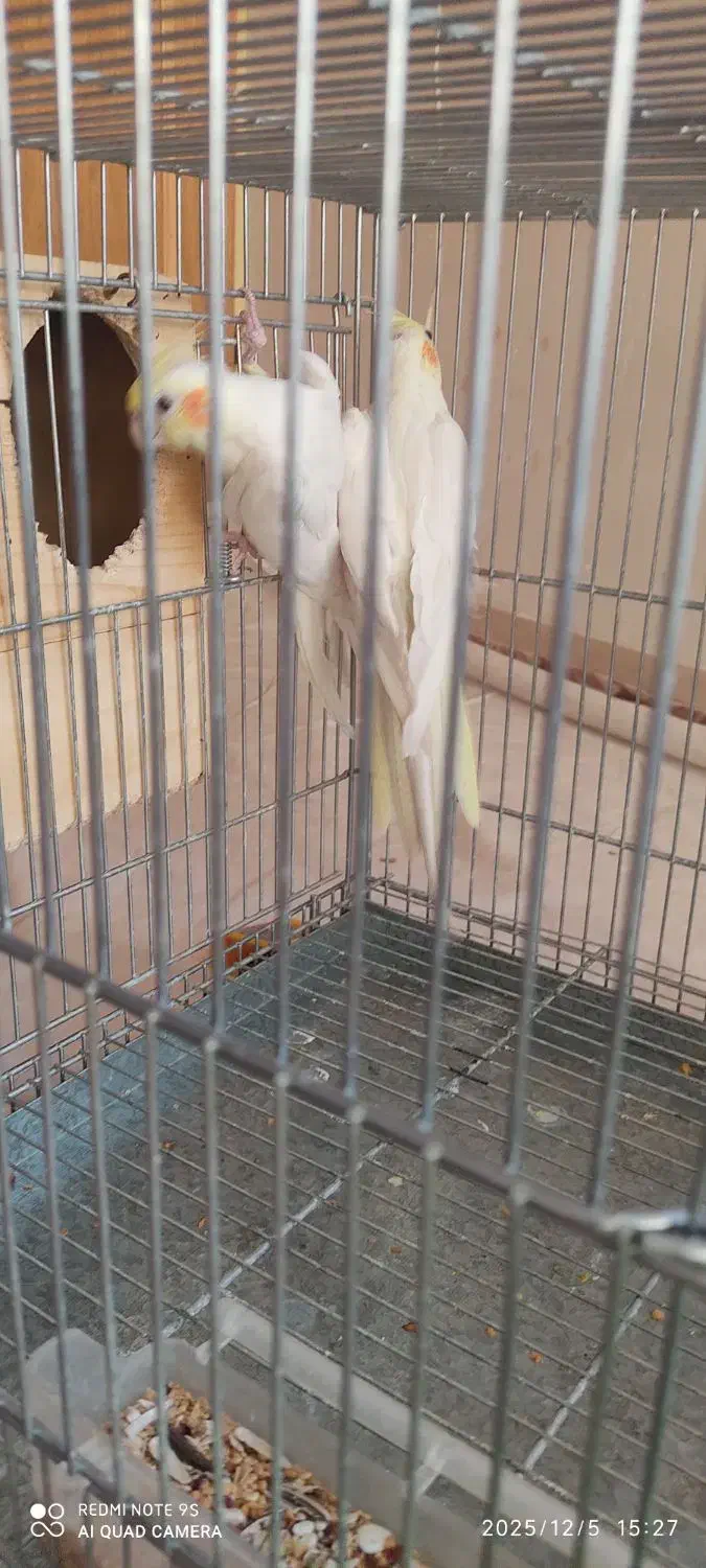 عروس هلندی نژاد لوتینو مولد تضمینی|پرنده|آباده, |دیوار