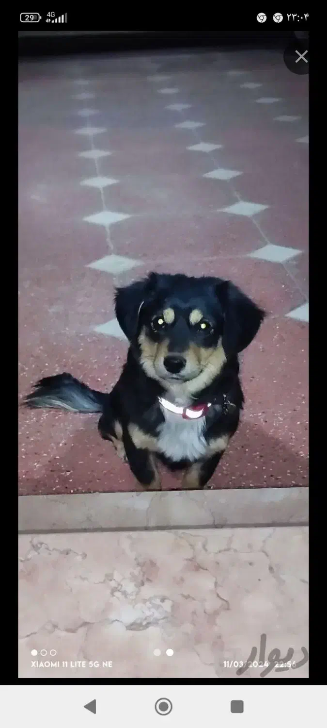 سگخوب|سگ|نرماشیر, |دیوار