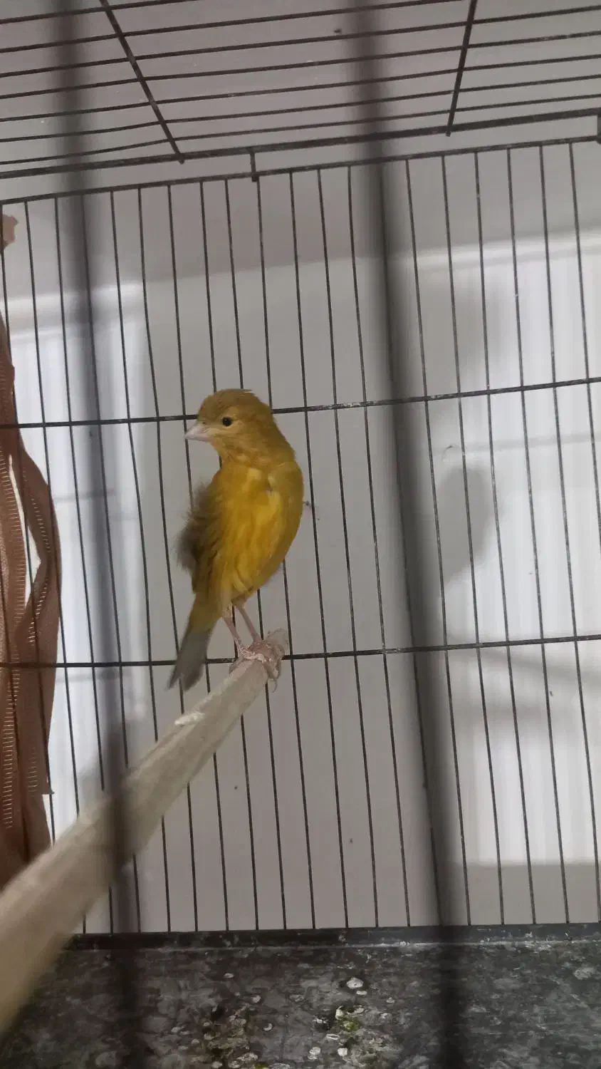 قناری نر|پرنده|رباط‌کریم, رباط‌کریم|دیوار