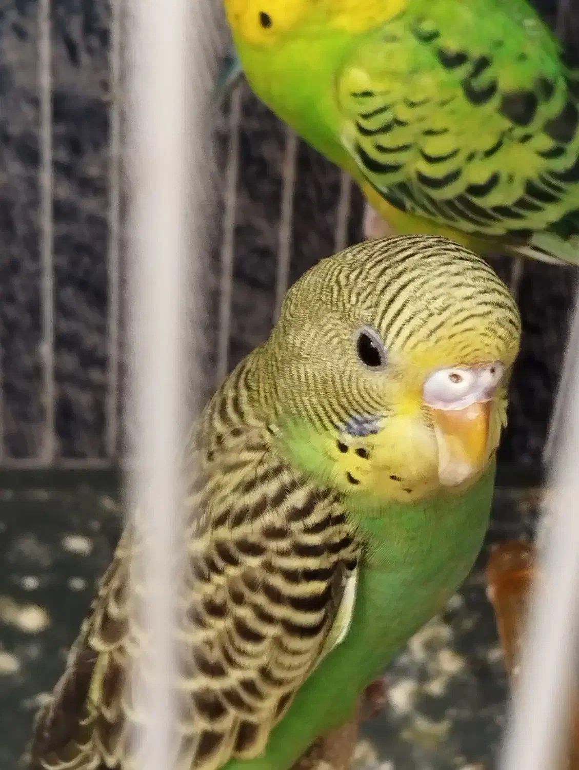 مرغ عشق|پرنده|شیروان (خراسان), |دیوار