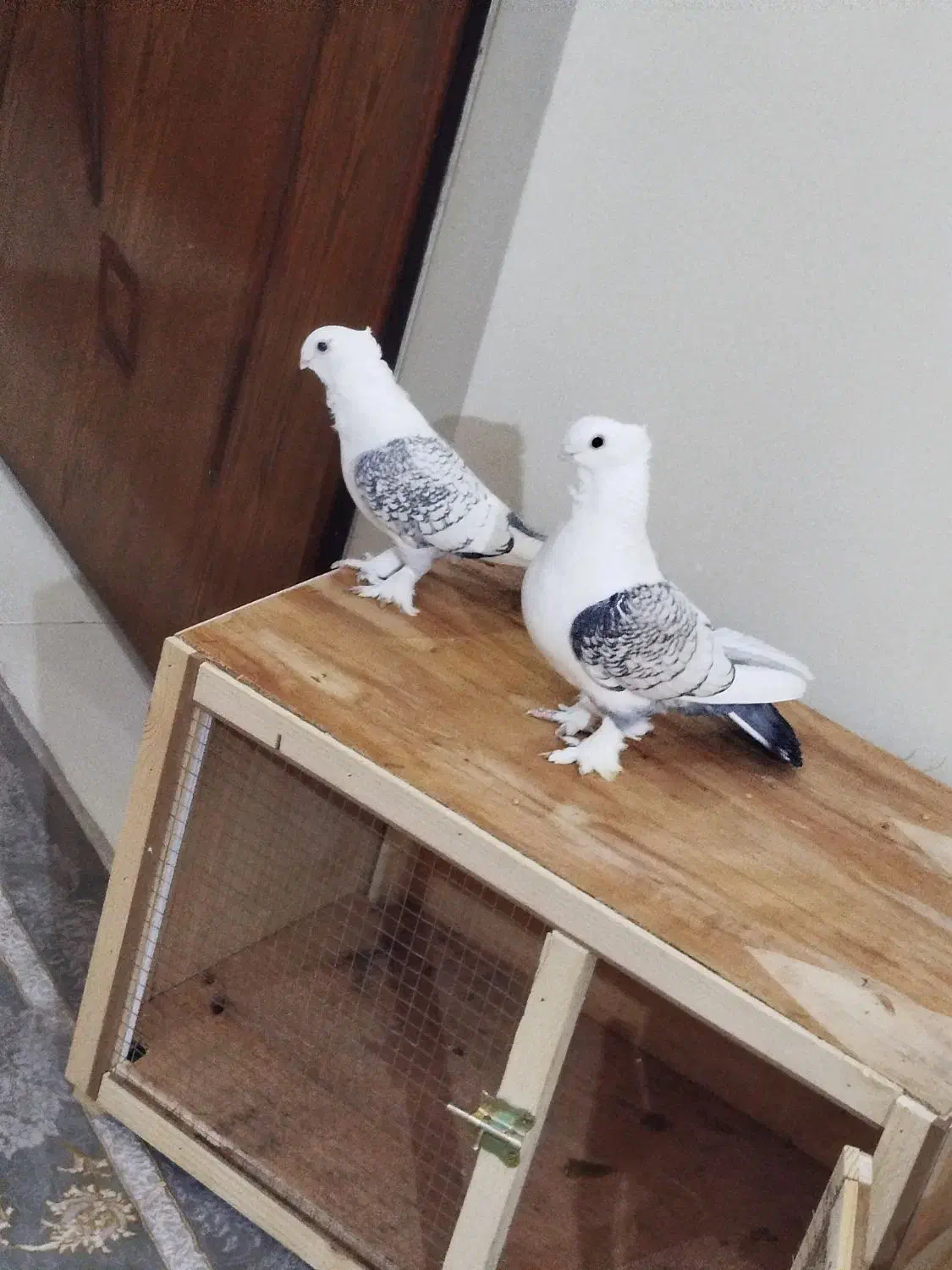 کفتر یا کبوتر|پرنده|ری, شهادت|دیوار