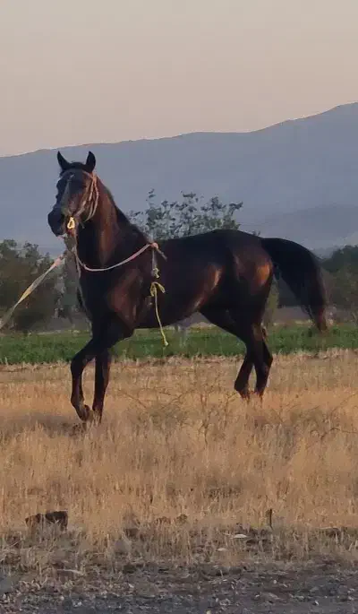 اسب نریان|اسب و تجهیزات اسب‌سواری|خرمدره, |دیوار