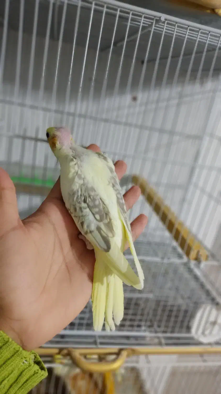 عروس هلندی دستی|پرنده|قوچان, |دیوار