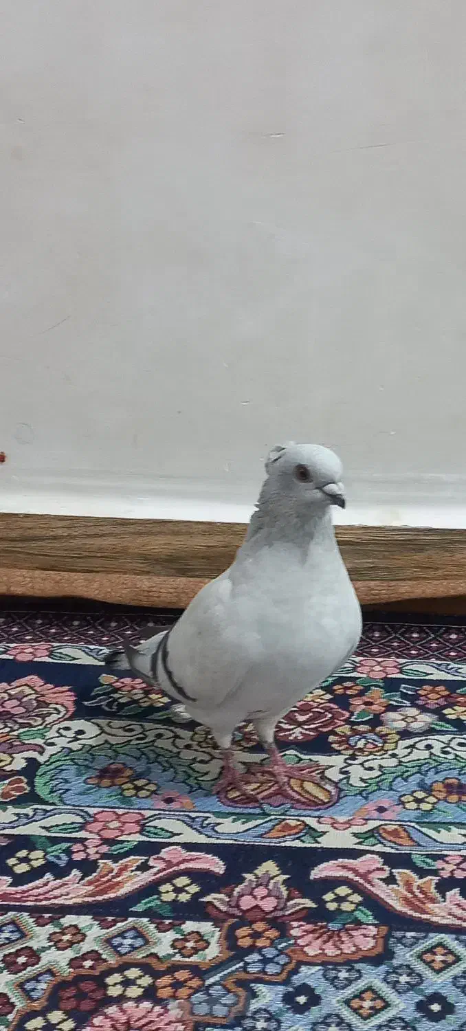 ماده شامی|پرنده|شوشتر, |دیوار