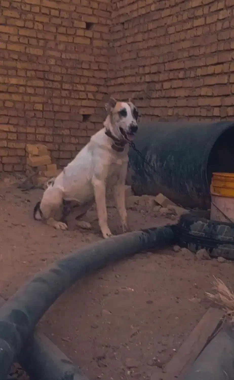 گمشده|سگ|ورامین, ورامین|دیوار