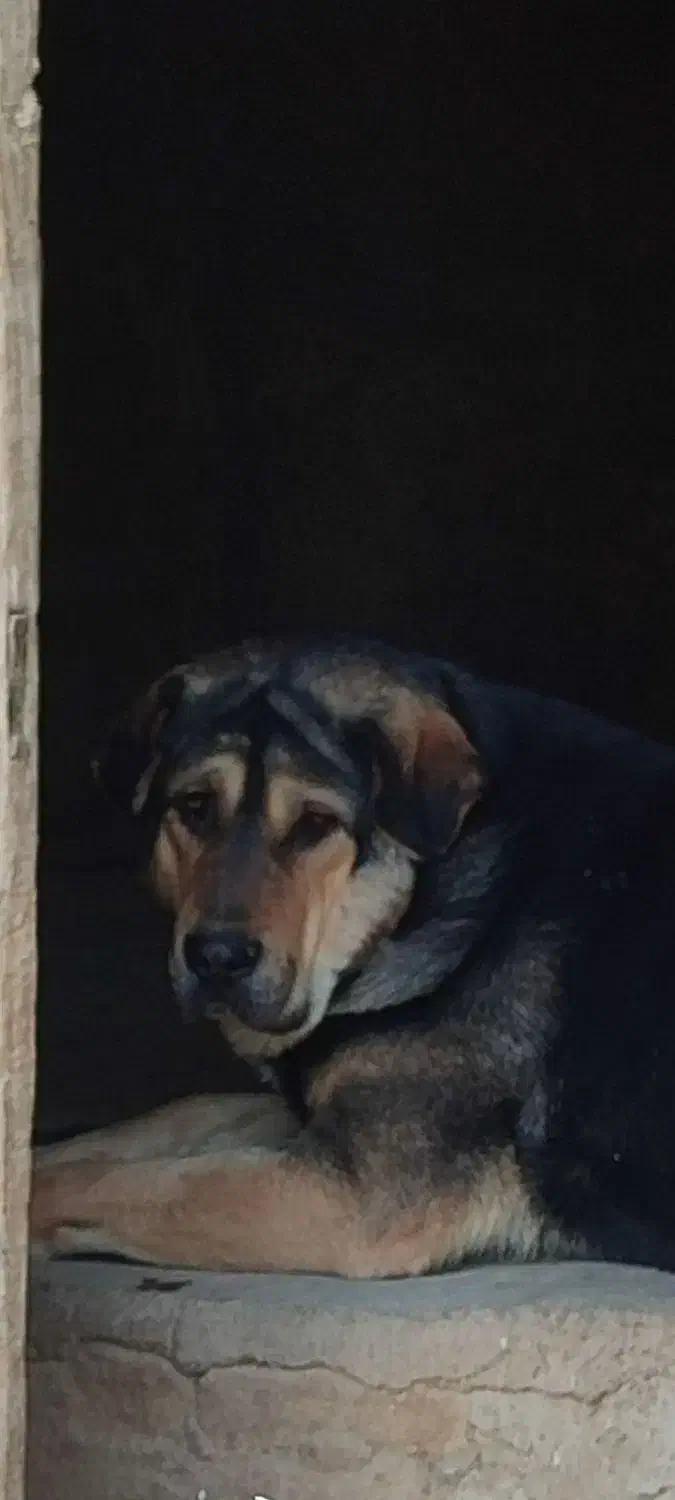 حیوانات و لوازم|سگ|ملایر, |دیوار