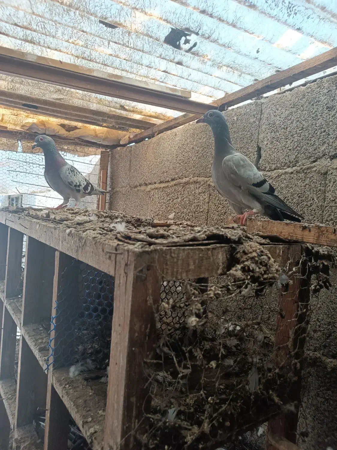 کبوتر مسافتی و پروازی|پرنده|ماسال, |دیوار