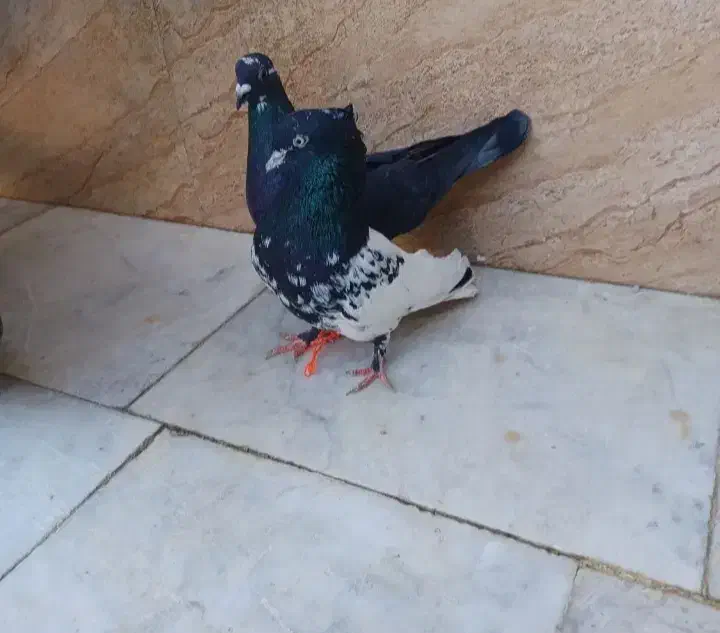 کبوتر|پرنده|سراوان, |دیوار