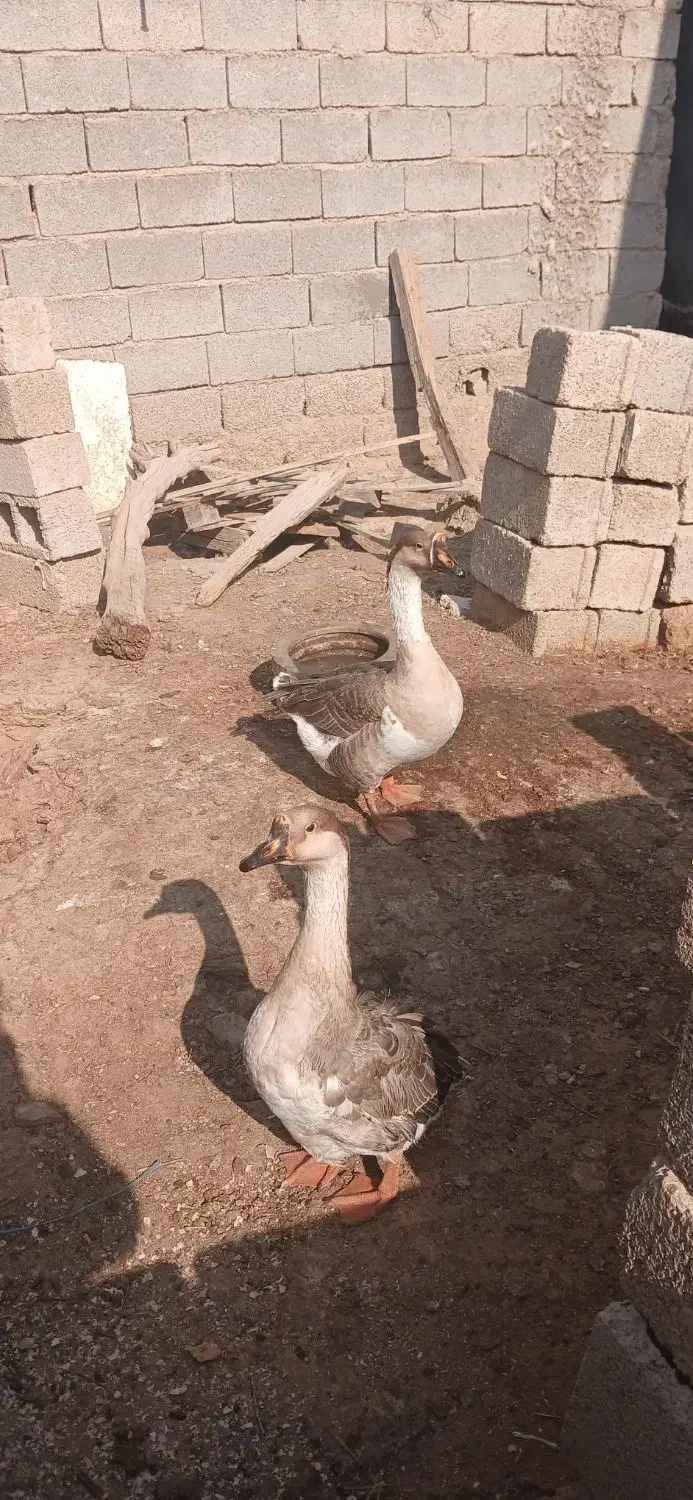 حیوانات مزرعه|حیوانات مزرعه|بندر گناوه, |دیوار