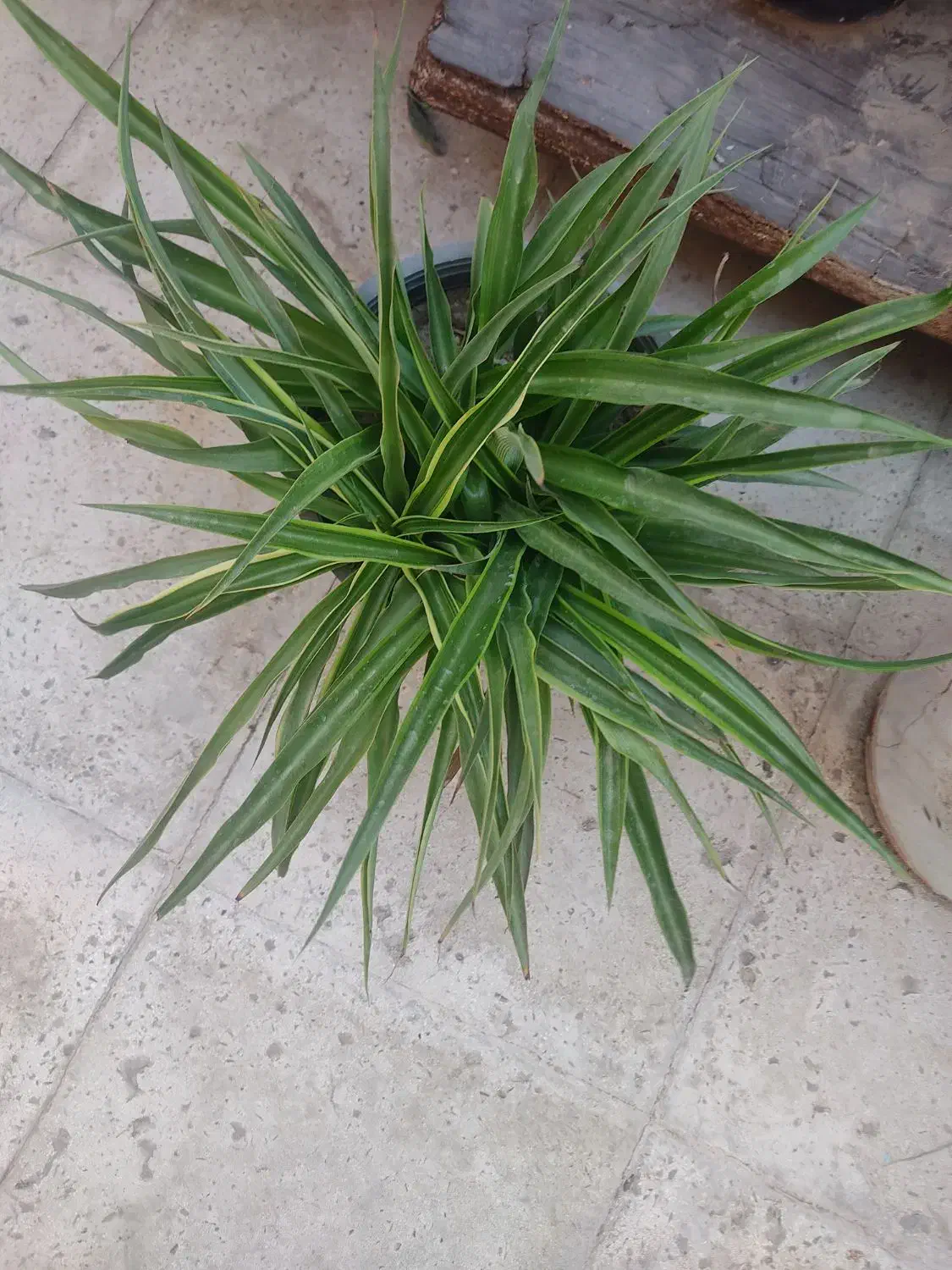 فروش گل|گل و گیاه طبیعی|قدس, شهر‌قدس|دیوار