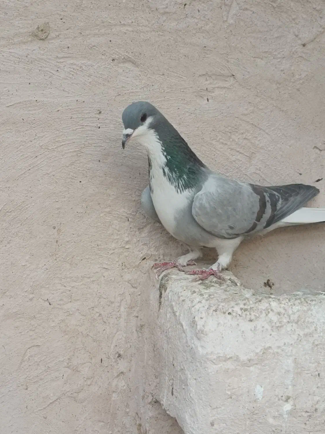 دمگیر|حیوانات|برخوار, |دیوار