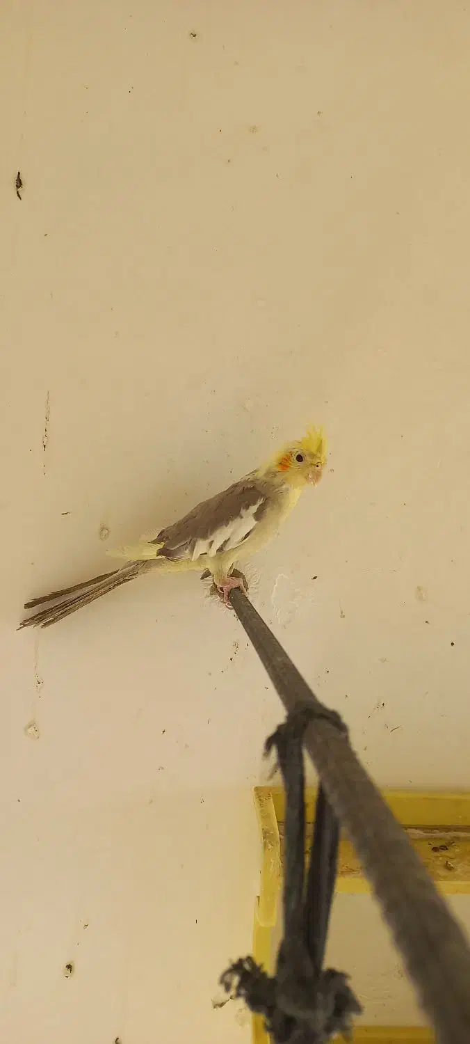 عدوس هلندی قیمت بسیار مناسب|پرنده|لالجین, |دیوار