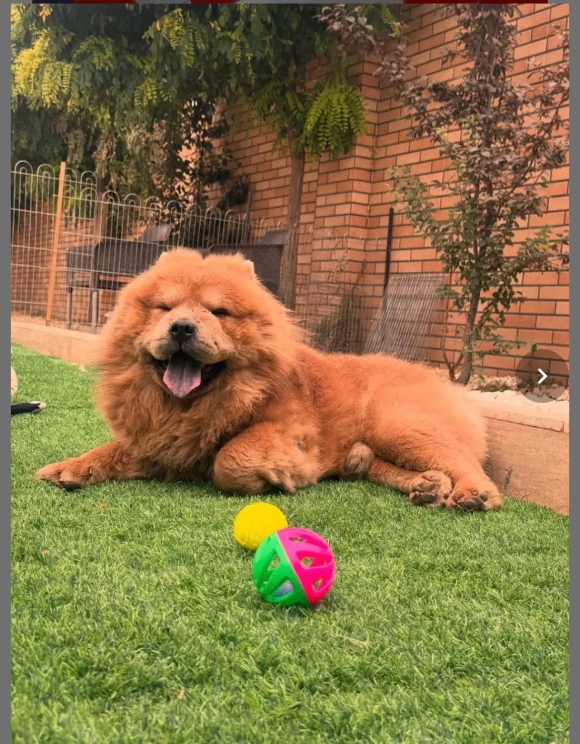 پانسیون سگ بهشت پاشا|خدمات پیشه و مهارت|چهارباغ, |دیوار