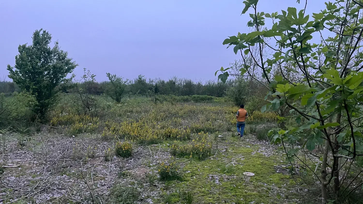 فروش زمین ۱۰۰۰ متری حومه پیربازار|فروش زمین و ملک کلنگی|رشت, بازار|دیوار