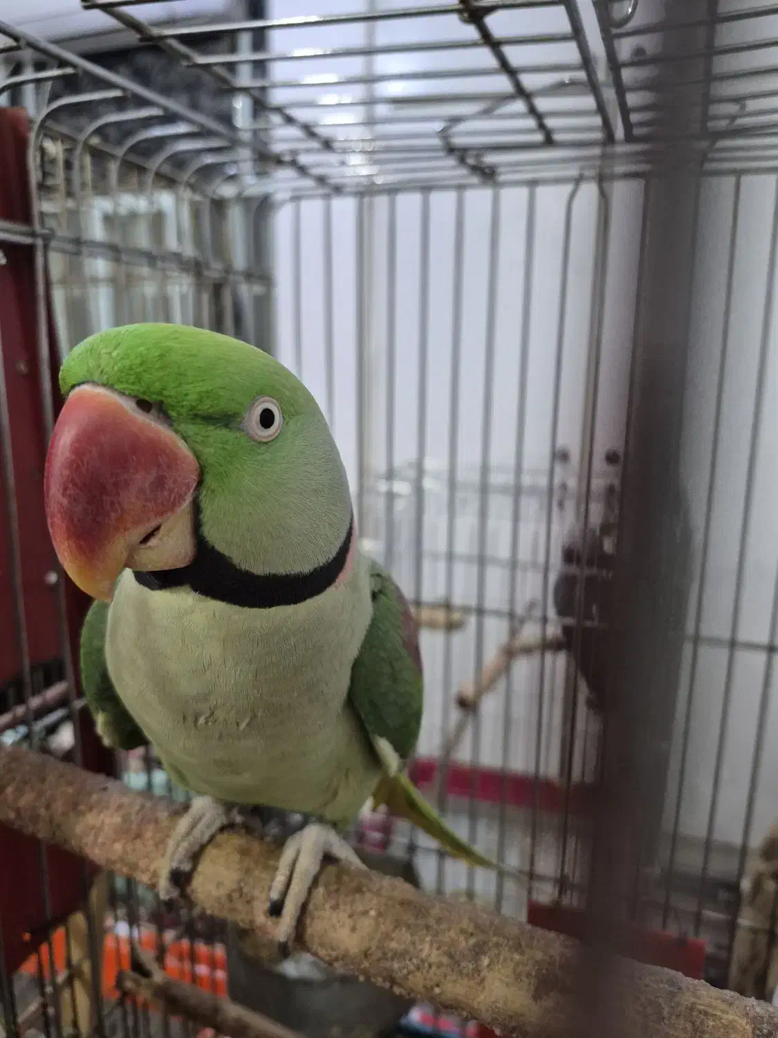 شاه طوطی گمشده|حیوانات|امیدیه, |دیوار