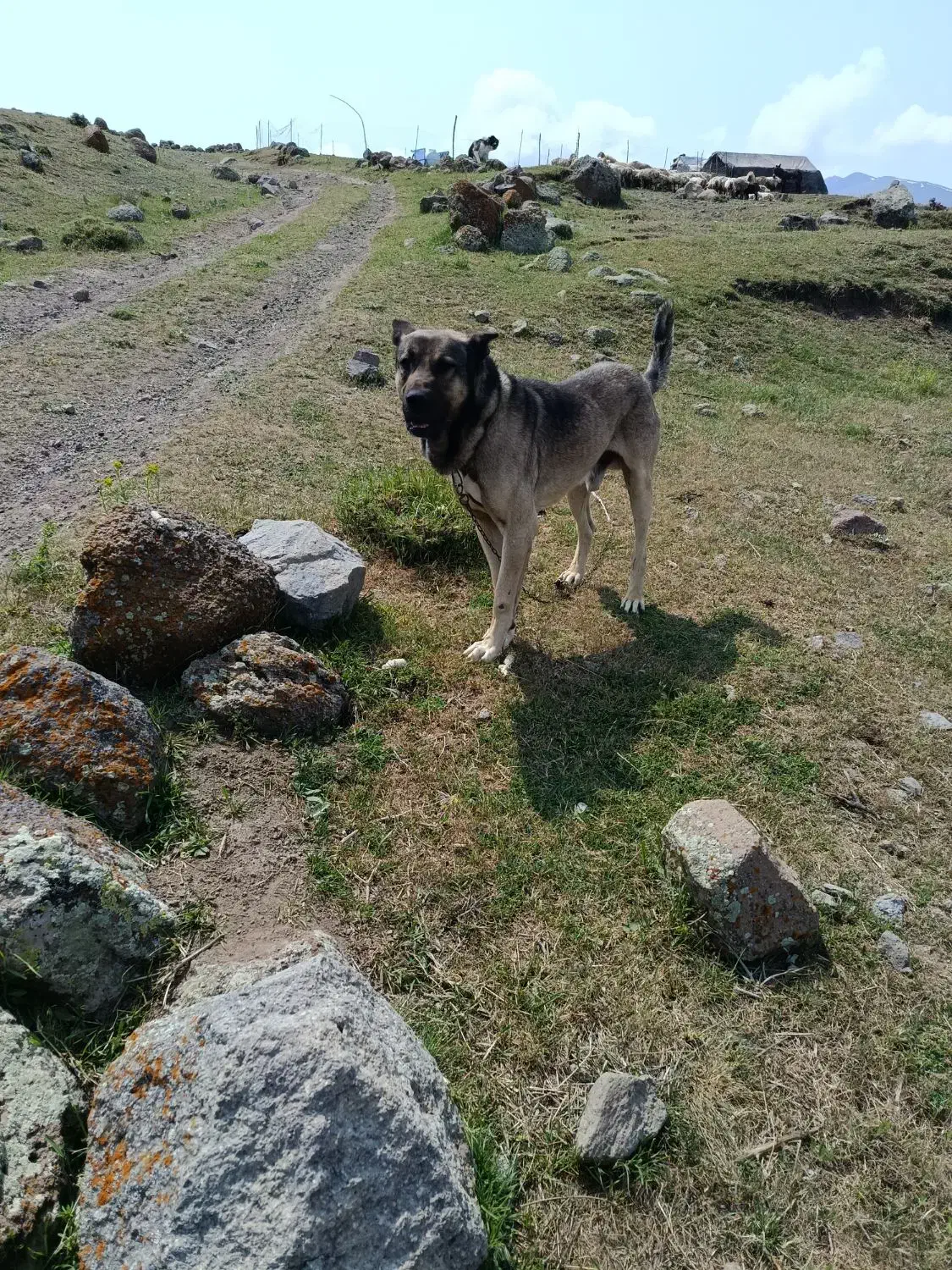 سگ گم شده|حیوانات|مشگین شهر, |دیوار