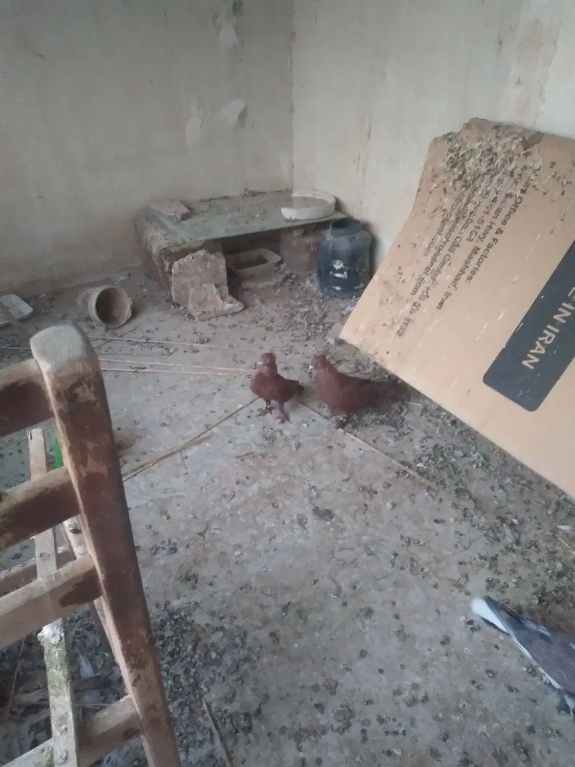 یک جفت کفتر سرخ نره و ماده|پرنده|قم, آزادگان|دیوار