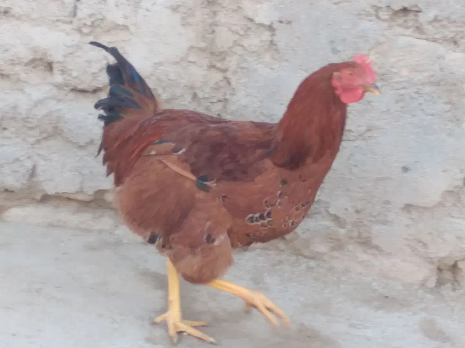 خروس محلی|حیوانات مزرعه|زرین دشت (همدان), |دیوار