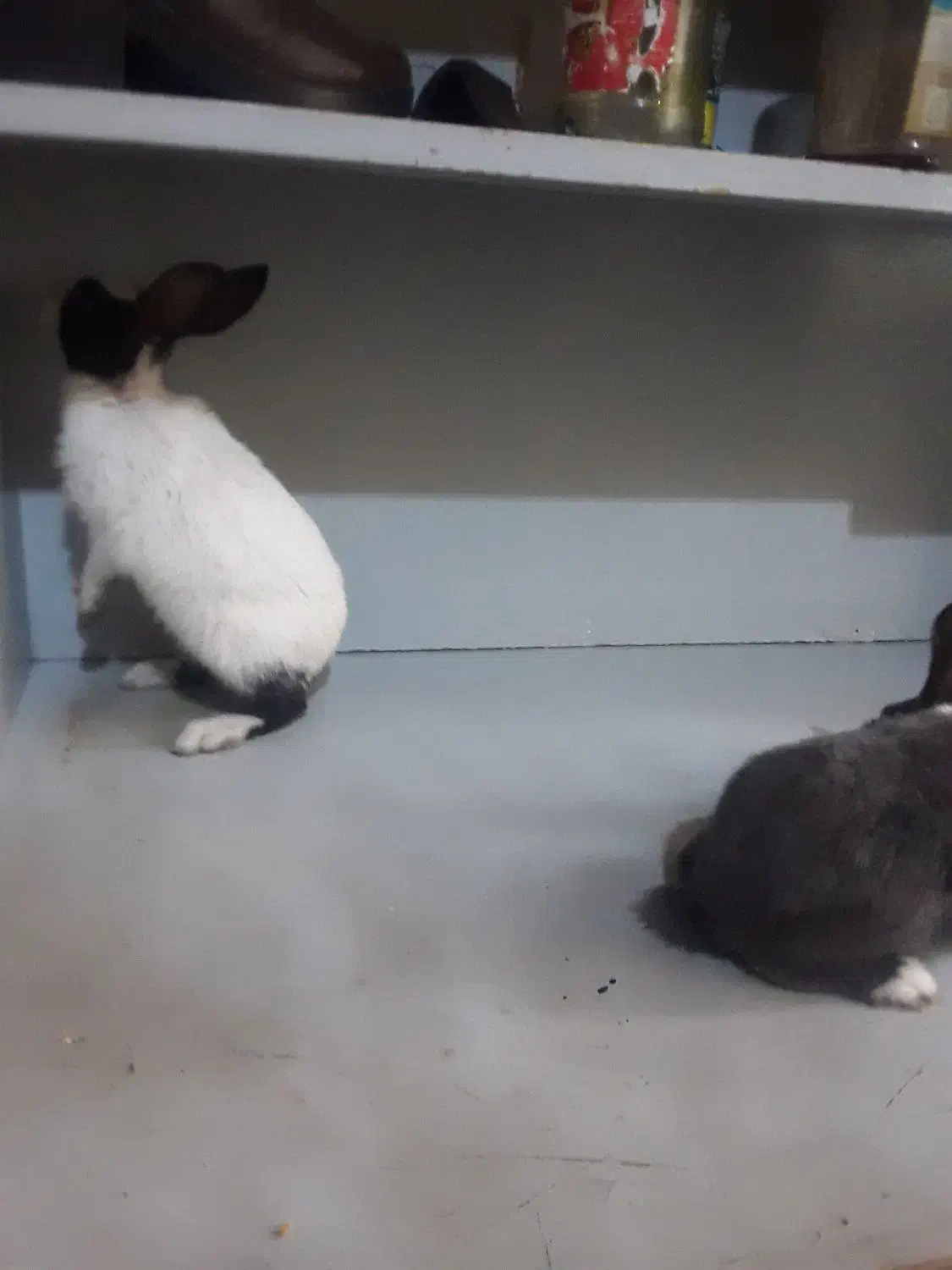 خرگوش ۲ ماهه|موش و خرگوش|ارومیه, |دیوار